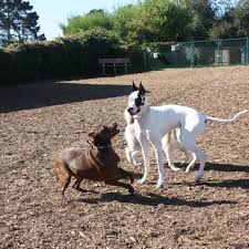 Arroyo Grande dog park