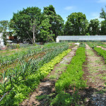 Neighborhood farm