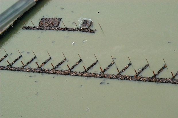 Columbia River sea lions