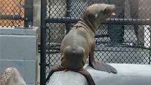 sea lion pup