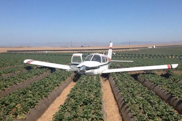 plane strawberry