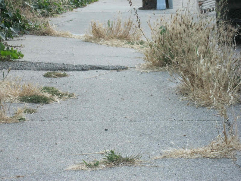 Typical neighborhood sidewalk in Happy Town, except nature isn’t always allowed to become such an exuberant landscaper. City says it lacks funds to fix safety stuff like this even as it spends millions on designer sidewalks downtown. 