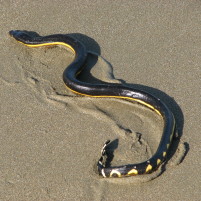 Sea Snake 2