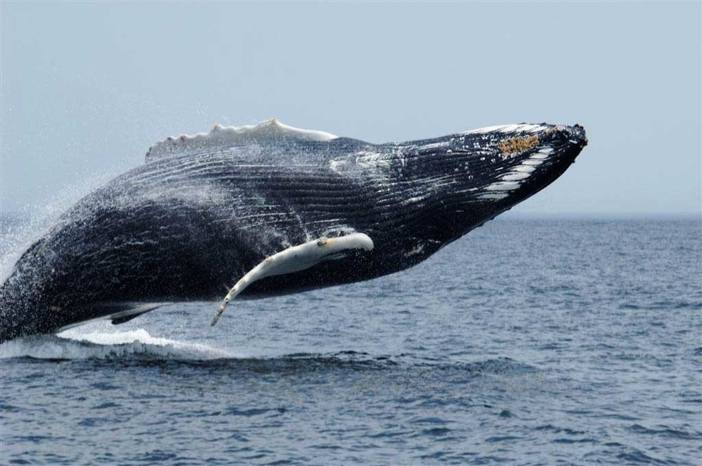 Whale 5