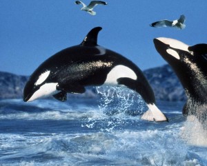 orcas