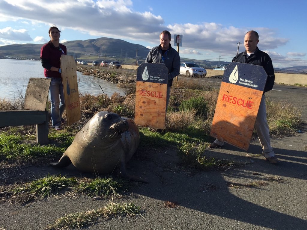 elephant seal