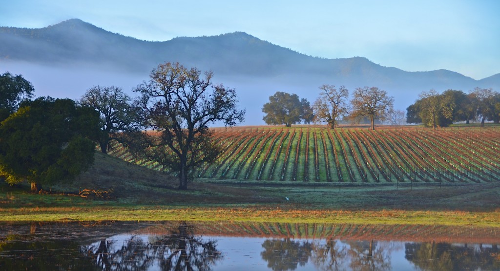 Vineyard Ancient Peaks