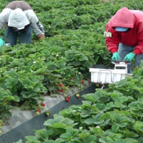 Strawberry farm