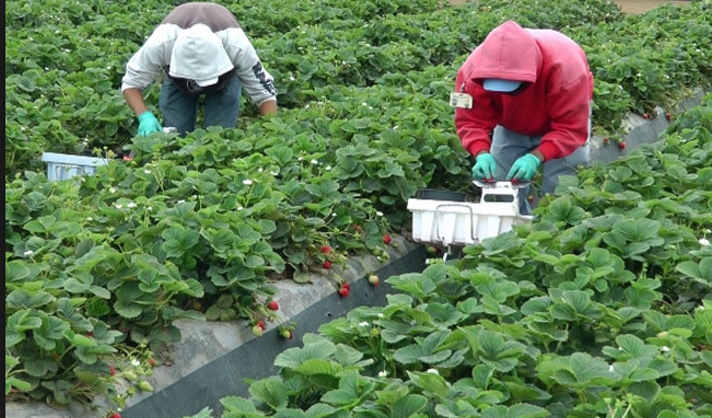 Strawberry farm