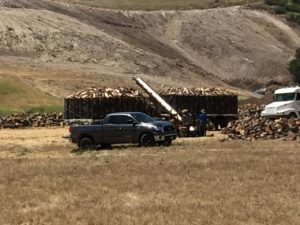Truckloads of lumber being removed 
