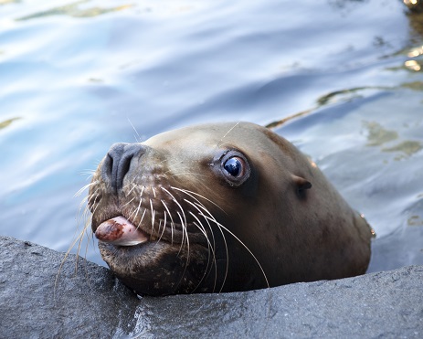 Day 3: Sea Lions and Rocks