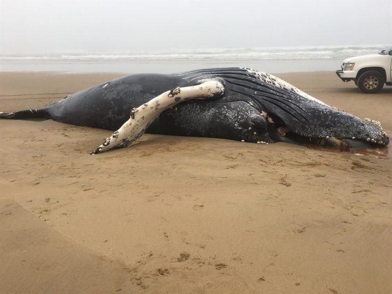 Body of young humpback whale washes ashore in Oceano