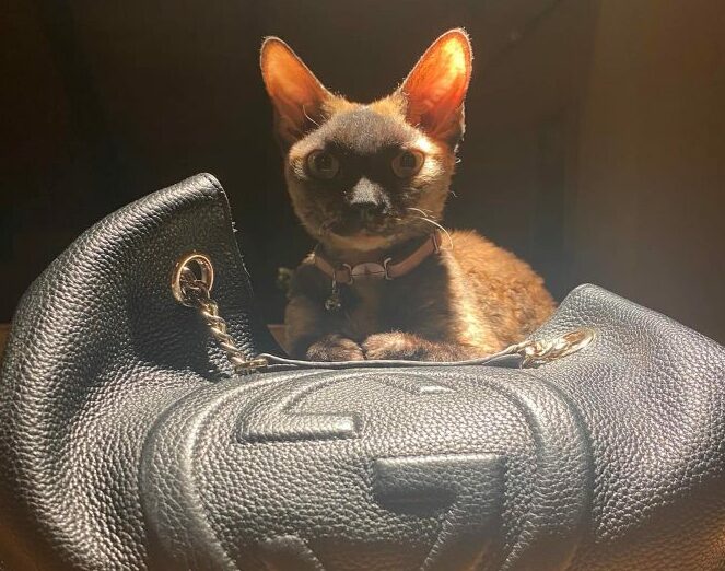 Cat stolen out of car parked at the Carlton in Atascadero - Vimarsana News