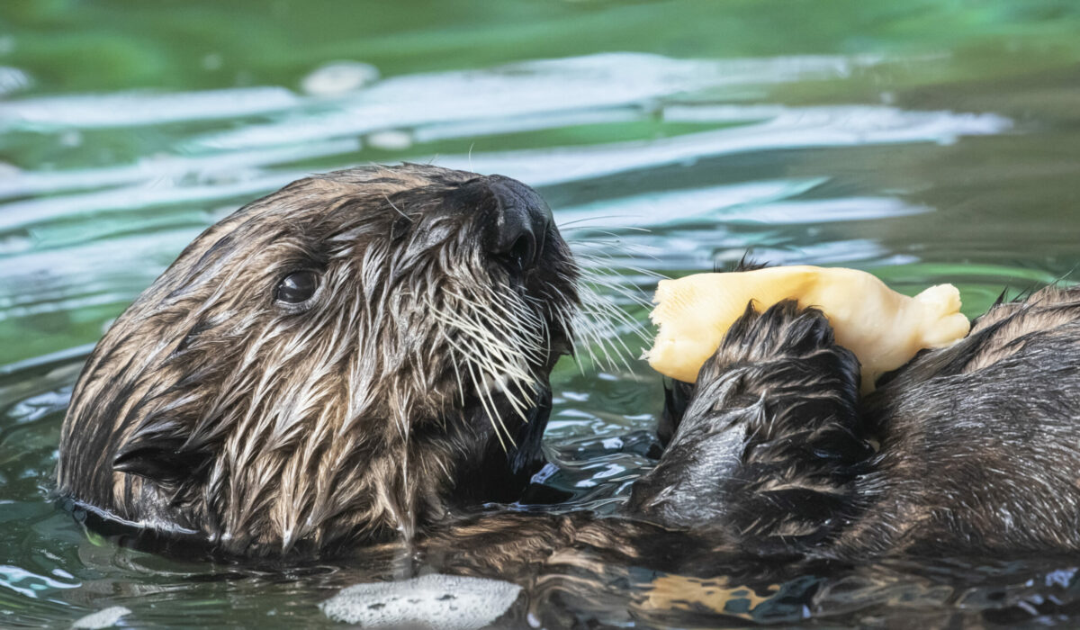 California sea otter snatching surfboards, evading capture