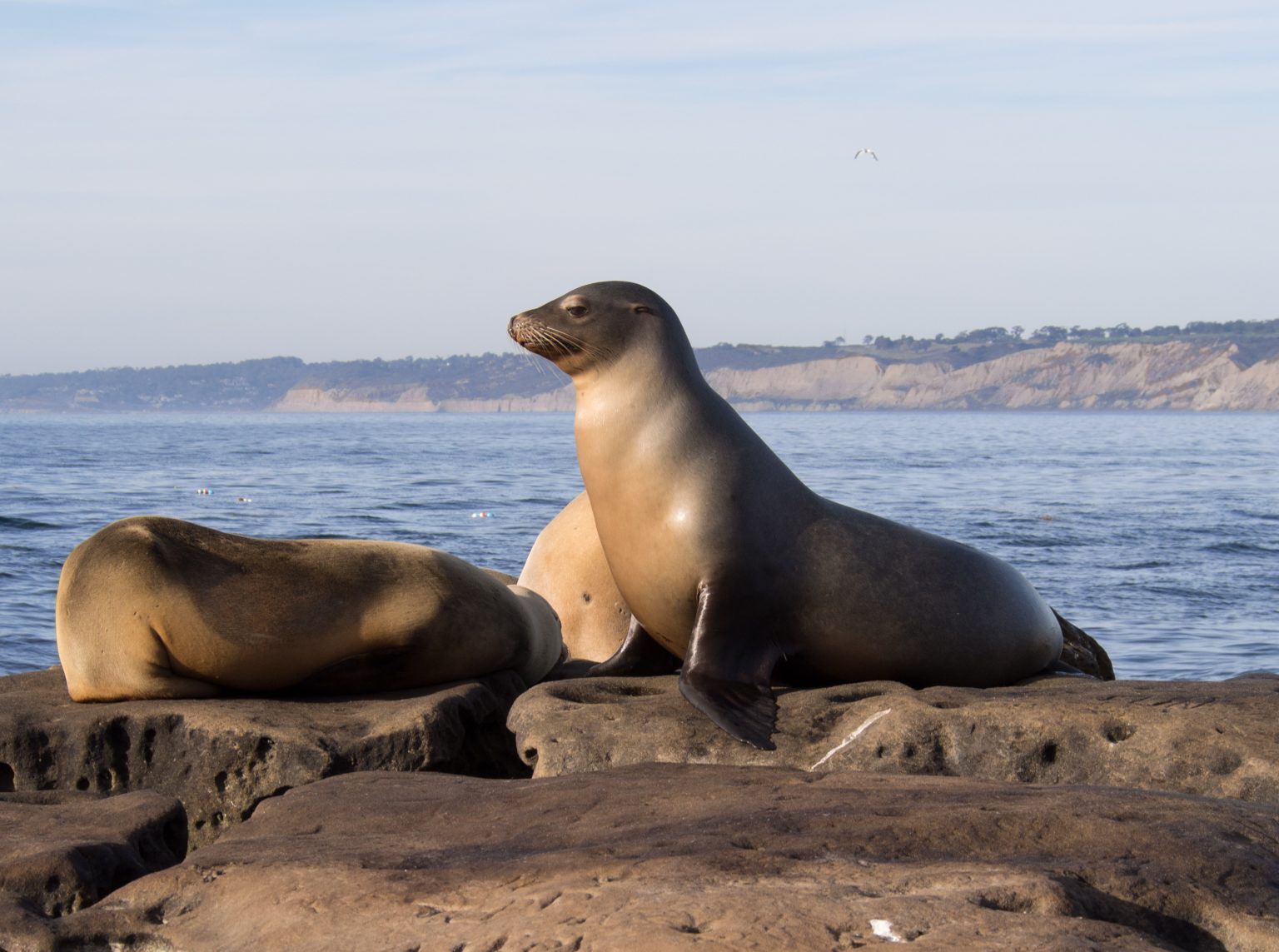 Dolphins, seals and sea lions found dead on Central Coast beaches - Vimarsana News