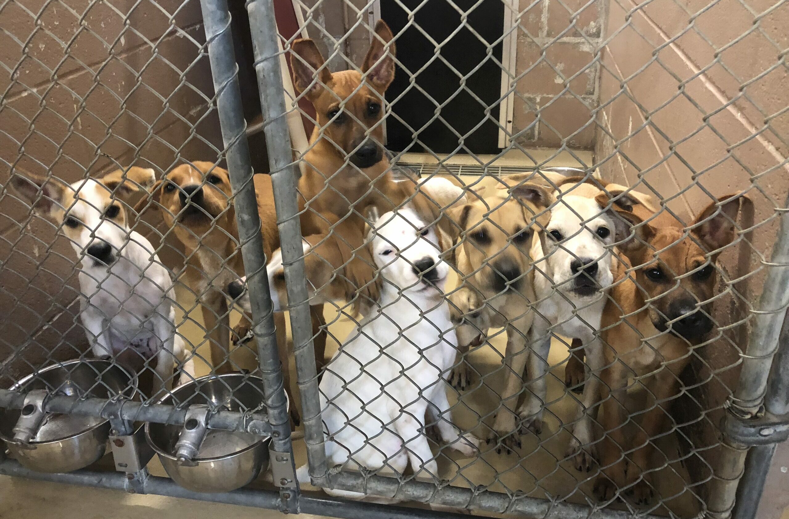 California's growing challenge of dog overpopulation atlantic county animal shelter nj