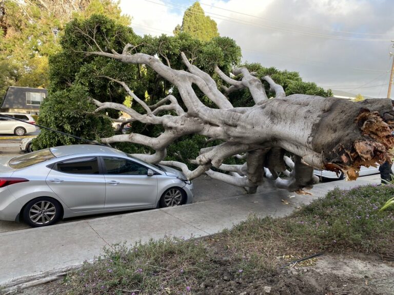 Downed Trees Power Outages As Winds Rip Through Slo County