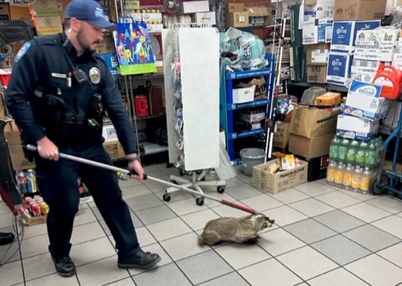 Pismo police pull 'angry badger' out of gas station - Vimarsana News