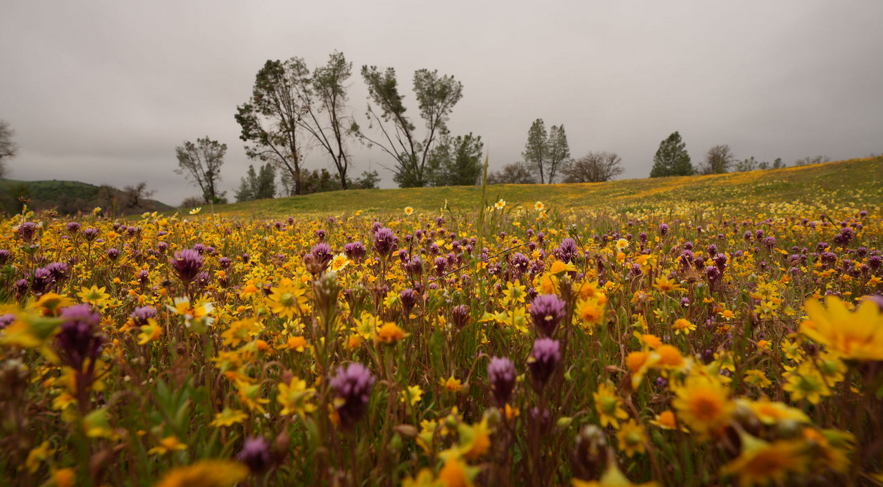 Carrizo Plain super bloom, photos