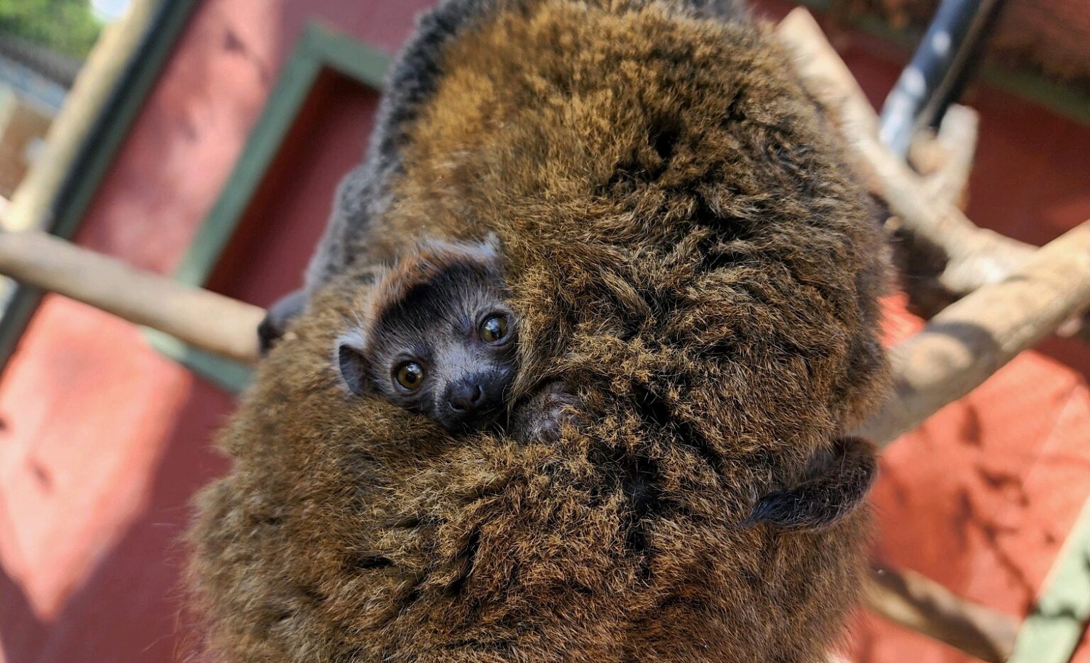 Endangered mongoose lemur born at atascadero zoo